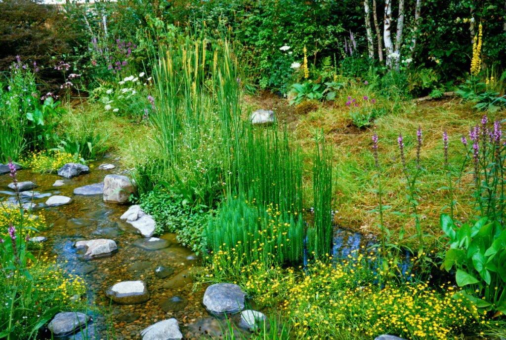 A Bog Garden