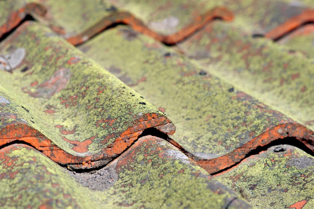 Roof Tiles with Fungus