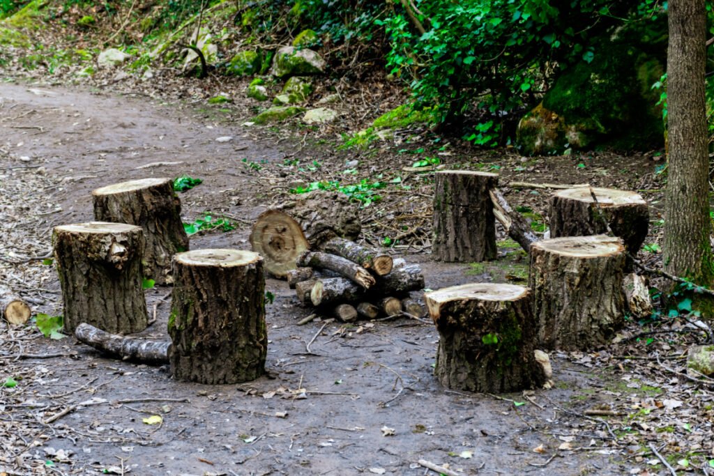 Tree Stumps Seats Around a Wood Burning Fire Pit