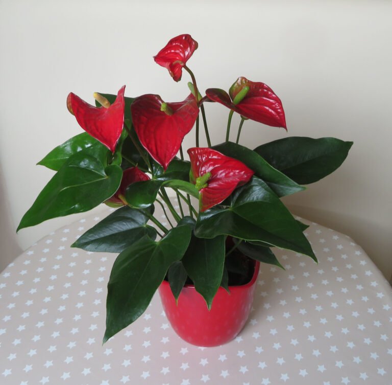 Anthurium Plant with Red Flowers