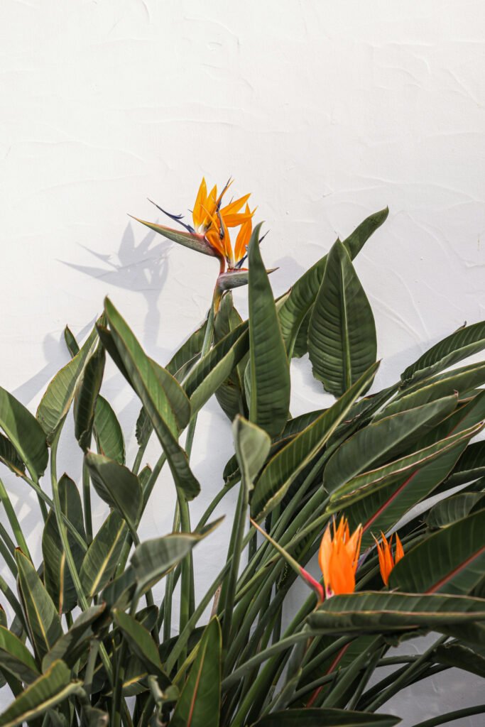 Bird of Paradise Strelitzia Plant