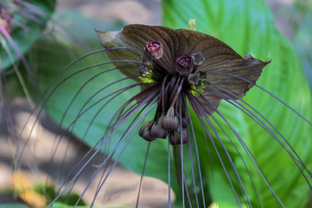 Black Bat Flower Plant