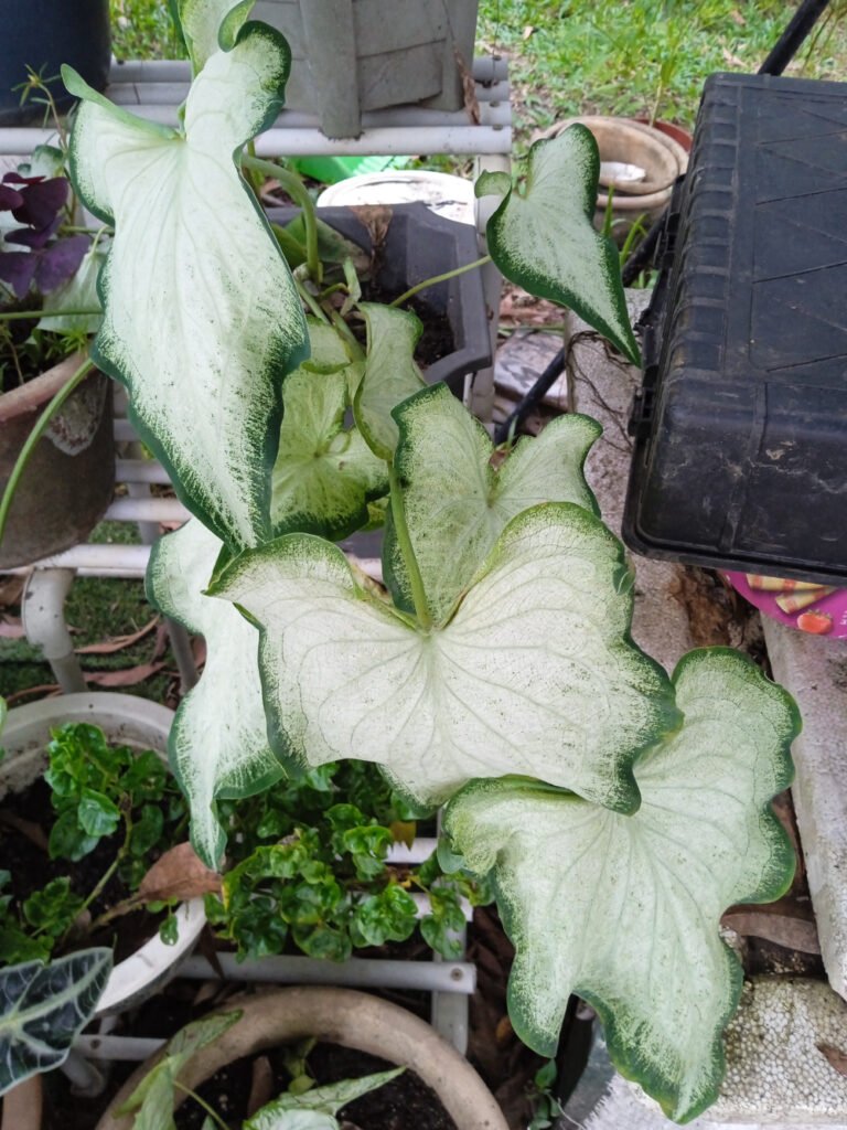 Caladium Aaron Plant in Garden