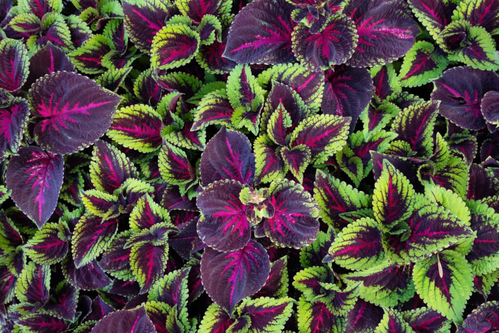 Coleus Purple Plant