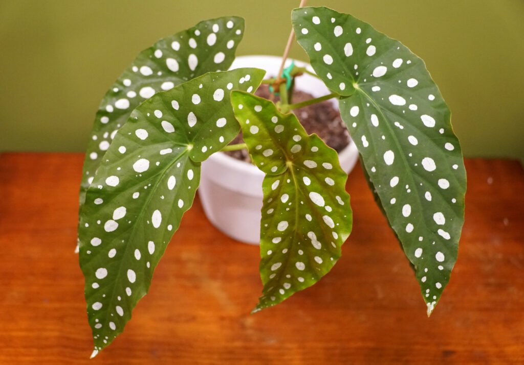 Polka Dot Begonia Plant in a Pot