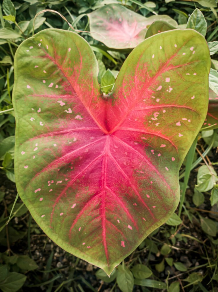 Red Flash Caladium Variety Leaf