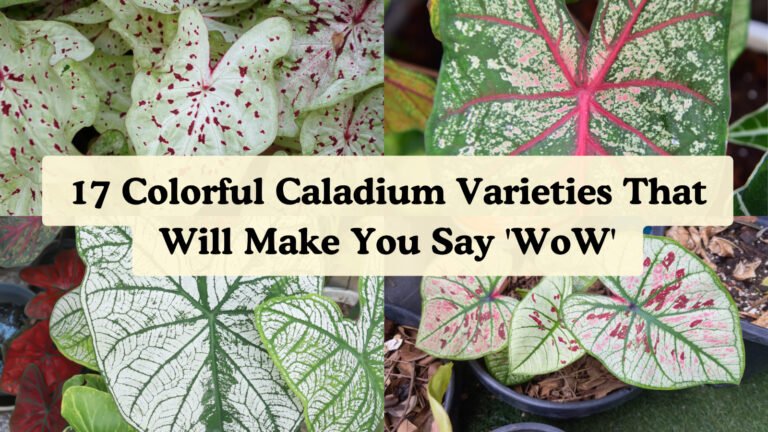 caladium varieties